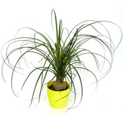 Beaucarnea + Cachep Verde Limo
